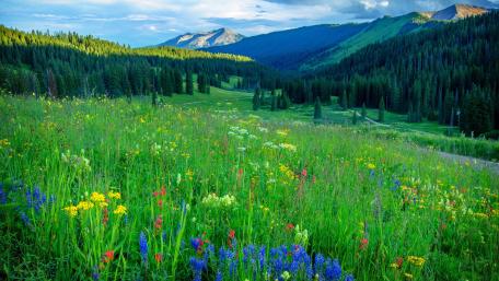Spring Meadow Mountain View wallpaper