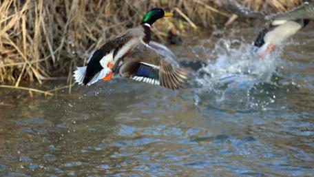 Duck wallpaper