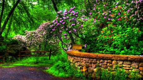 Vibrant Spring Blooms in a Serene Park Setting wallpaper