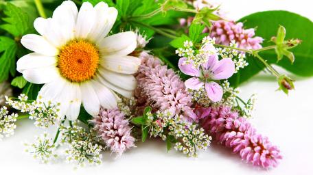 Wildflower Beauty for Your Space wallpaper