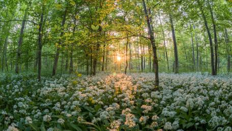 Wild onion blossom wallpaper