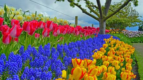 Spring flowers wallpaper