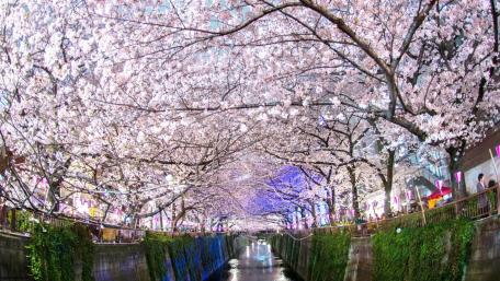 Sakura Tunnel at Cherry Blossom Festival wallpaper