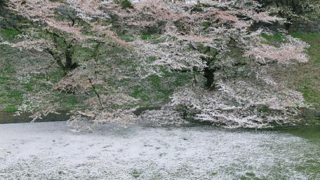 Spring snow wallpaper