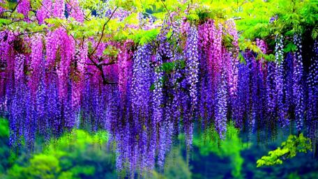 Wisteria wallpaper