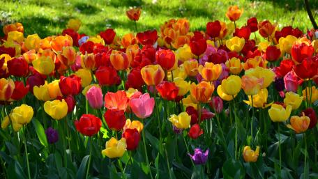 Vibrant Tulip Garden in Full Bloom wallpaper
