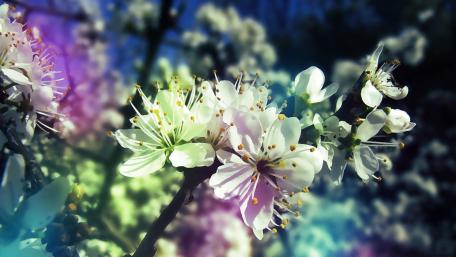 Spring Blossoms Bursting with Colorfulness wallpaper