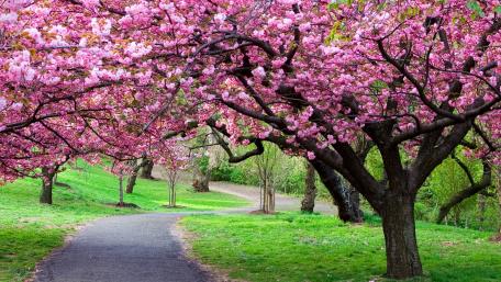 Springtime Path Through Sakura Blossoms wallpaper