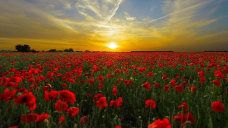 Vibrant Poppy Field at Sunset wallpaper