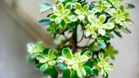 Lush Green Succulent Plant Wallpaper wallpaper