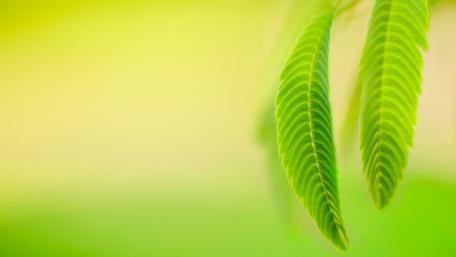 Elegant Green Leaves in Soft Focus Atmosphere wallpaper