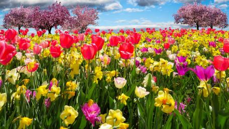 Spring field wallpaper