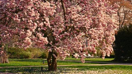 Springtime Splendor in Full Bloom wallpaper
