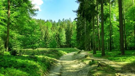 Green forest wallpaper