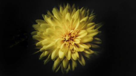 Yellow Dahlia on dark background wallpaper