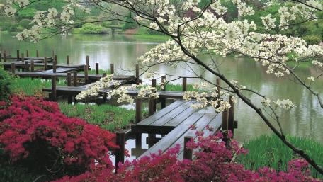 Serene Spring Walkway in Nature's Embrace wallpaper