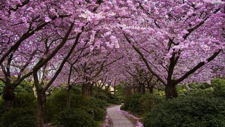 Spring tree tunnel in Japan wallpaper