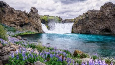 Hjalparfoss Lupin blossom wallpaper