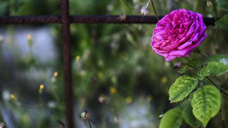 Elegant Purple Rose in Blooming Garden Scene wallpaper
