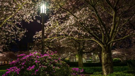Serene Spring Night in Blooming Park wallpaper