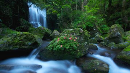 Serene Waterfall in Lush Greenery wallpaper