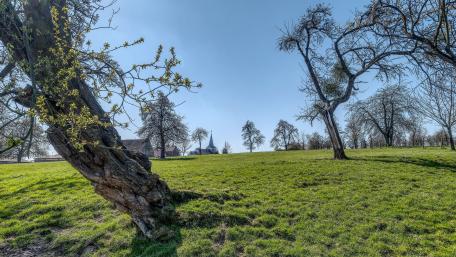 Vibrant Springtime Serenity in Nature's Embrace wallpaper