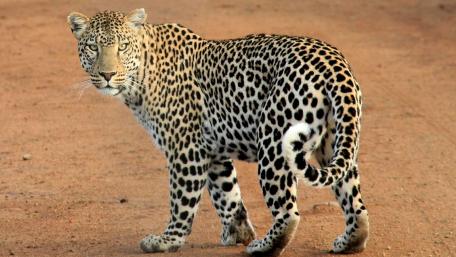 Majestic Jaguar in the Wild wallpaper