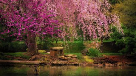 Spring Serenity by the Lake wallpaper