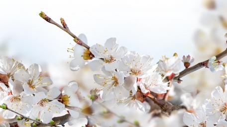 Spring Blossom Symphony in 4K wallpaper