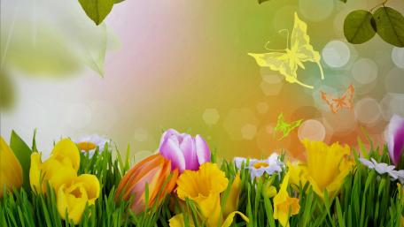 Vibrant Spring Flower Garden with Butterflies wallpaper