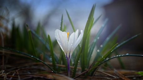White Crocus wallpaper
