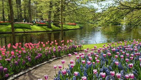 Keukenhof park wallpaper