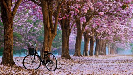 Springtime Serenity Under Blossoming Trees wallpaper