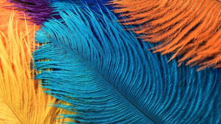Animal product wallpaper