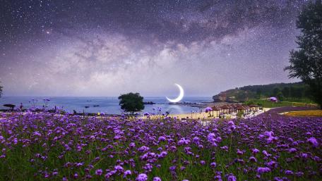 Flower field on the beach under the starry sky dreamy fantasy landscape wallpaper