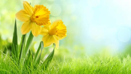 Bright Spring Narcissus in Bloom wallpaper