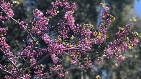 Spring bloom wallpaper