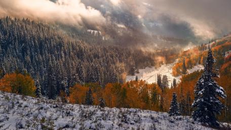 Majestic Winter Forest Landscape wallpaper