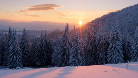 Winter Sunlight Shining Through Snowy Forest wallpaper