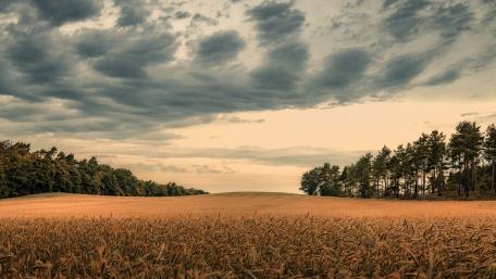 Golden Wheat Fields Under Dramatic Clouds wallpaper
