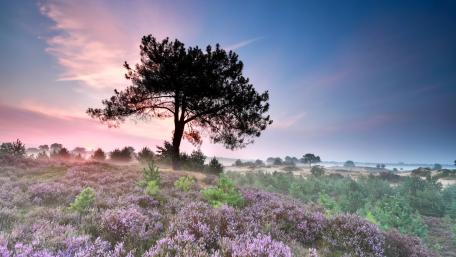 Solitude Under the Sky wallpaper