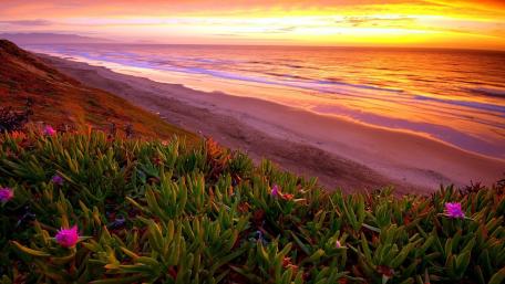 Seashore Plants On Beach wallpaper