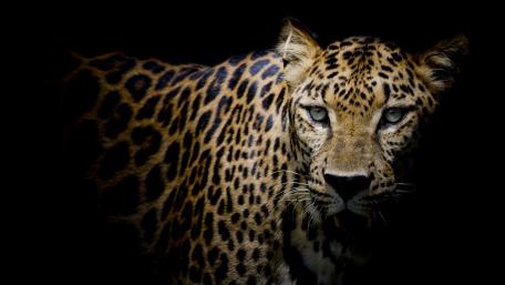 Leopard portrait wallpaper