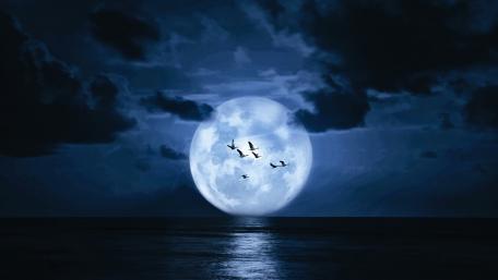 Flying birds at full moon wallpaper