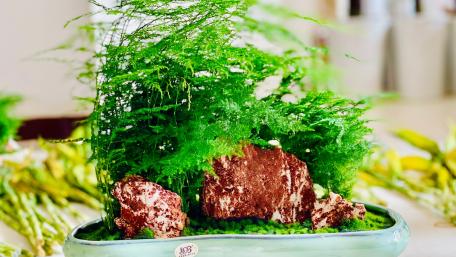 Bonsai wallpaper
