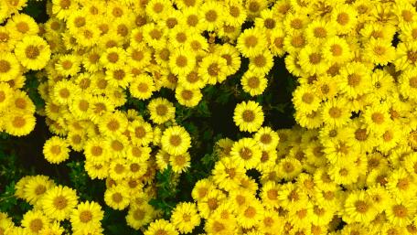 Golden Sea of Blossoms: Vibrant Yellow Blooms wallpaper