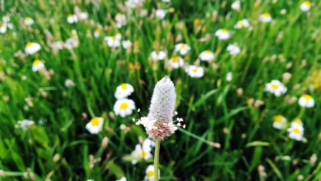 Vibrant Spring Meadow Blooms wallpaper