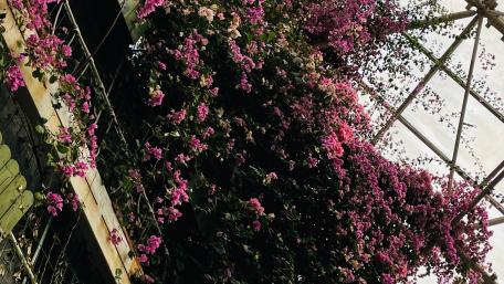 Vibrant Bougainvillea Blossoms in a Greenhouse wallpaper