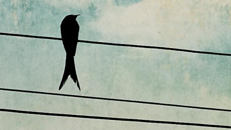 Skylark wallpaper