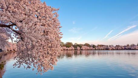 Springtime Serenity by the Lake wallpaper